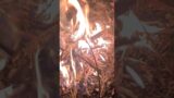 Kentucky hop campfire
