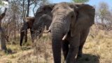 Lessons & Walkabouts With Elephant Bull, Mambo & the Herd!