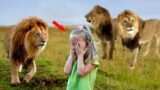 Lions Surrounded the Girl, She Thought It Was The End, But Suddenly the Incredible Happened.