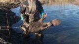 MORE BIG BEAVERS!!! I LOVE TRAPPING!! #trapping #beaver #muskrats