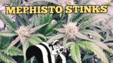Mephisto STINKS – WHATS GROWING ON in the MARSHYDRO 5×5 Fc8000