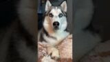 My husky had a bad dream and told me about it! #dogshorts #dog #husky #doglovers #viralvideoshorts