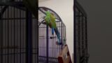 My military macaw parrot teasing me for giving him scratches #macaw #bird #birds #pets #animals #pet