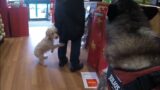 Old Husky And Puppy Meet In A Store