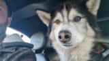 Old Husky Is Gross After Having His Ear Rubbed