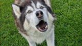 Old Husky Talks Again After Losing His Voice