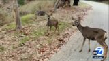 Plan to use helicopter sharpshooters to take out deer on Catalina Island sparks protests