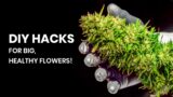 Simple DIY Hacks to Make Your Weed Plant Bigger and Produce More Bud