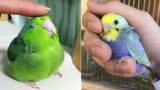 Smart And Funny Parrots Parrot Talking Videos Compilation (2023) – Cute Birds #32