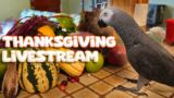 Thanksgiving Feast with Apollo the Talking Parrot