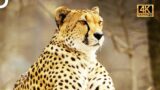 The Cheetah Family: Silent Rulers of the Wild World | 4K Animal Documentary