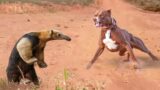 The Dog Who Messed With The Wrong Anteater  | You Won't Believe