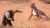 The Dog Who Messed With The Wrong Anteater  | You Won't Believe