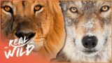 The Kings And Queens Of The Animal Kingdom | Wild Ones | Real Wild