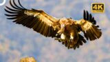 The Nature's Wild Scavenger: Vulture | 4K Animal Documentary