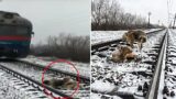 This Wounded Dog Was In Danger On The Tracks, But Rescuers Pulled Him Out Just As A Train Was Coming
