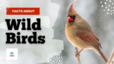 Unique Facts about birds | Most Unique birds of the World