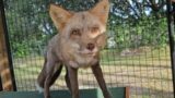 Update on our new rescue foxes at SAF South