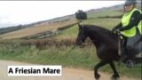 We meet a Friesian Mare, it's not very often we meet a pure breed Friesian horse on our rides.