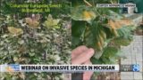 Webinar on invasive species in Michigan