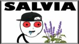 Why Taking Salvia Is Worse Than Death!