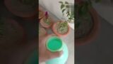 #part 2 #transplant the plant for Terracotta pot #shorts #subscribe #like #share #love #plants #care