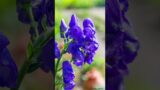 #shorts #Aconitum