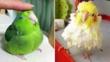 Smart And Funny Parrots Parrot Talking Videos Compilation (2023) – Cute Birds #42
