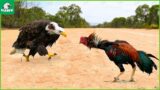 30 Moments The Eagle Didn't Know That The Rooster Was A Fighter | Wild Animals