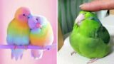 Smart And Funny Parrots Parrot Talking Videos Compilation (2023) – Cute Birds #43