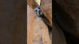 Goldstrike Canyon Hot Springs | Climbing down using Ropes | Pickupsports | Hiking Adventures | 16
