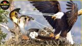 30 Moments Snake Mess With The Wrong Eagle, What Happens Next In Animal World?