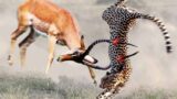 5 Bloody Cheetah Attacks Caught on Camera