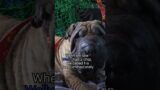 Abandoned senior dog – Full rescue video here: www.HopeForPaws.org