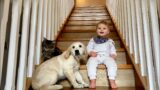 Adorable Baby Boy And Golden Retriever Puppy Learn To Climb Stairs! (Cutest Ever!!)