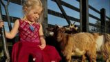 Adorable Little Girl Lets Her Goats In The House! They're So Funny!!