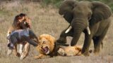 Against All Odds: Mother Elephant's Nerve-Wracking Encounter with Lions for Baby's Safety