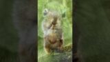 Against All Odds | Squirrel's Fight for Survival in the Concrete Jungle | Creative Nature #animals