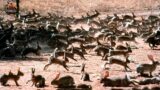 Australia Faces Aggressive Invasion By 24 Wild Rabbits – Invasive Animals
