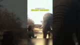 Baby Elephant Stuck in Mud, Driver and Tourists to the Rescue #shorts #animals