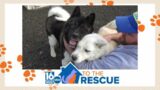 Beau and Baloo | 16 To The Rescue