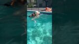 Benny (Golden doodle) to the rescue in the pool