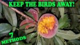 Best and Worst Bird Deterrent Methods