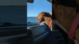 Brad Pitt the rescue dog excited about going to the lake