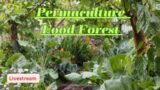 Building A Permaculture Food Forest | Super Sunday Live