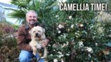 Camellia Time! – Griffin Steals the Show