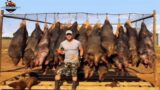 Canadian Farmers Deal With Millions Of Wild Boars Destroying The Ecosystem – Invasive Animals
