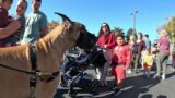 Cash 2.0 Great Dane at the Simi Valley Touch A Truck event 2023 (1 of 6)