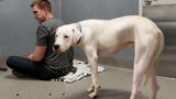 Dogo Argentino won't stop waiting for his family to return until this happens…