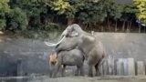 Elephant Breeding | Elephants Mating